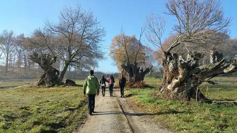 Paseo entre soutos de castaños da Pobra da Trives