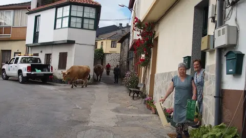 Vacas nas rúas de Sobrado (Trives)