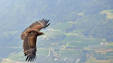Soaring Bald Eagle