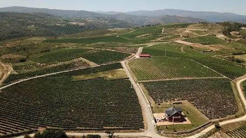 Imagen aérea de viñedos en A Portela (Larouco)