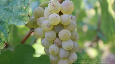 Imagen de un racimo de uva godello en la cepa