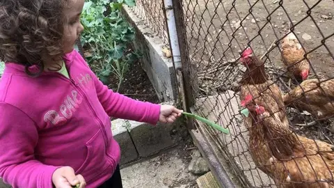 Dando de comer a las gallinas