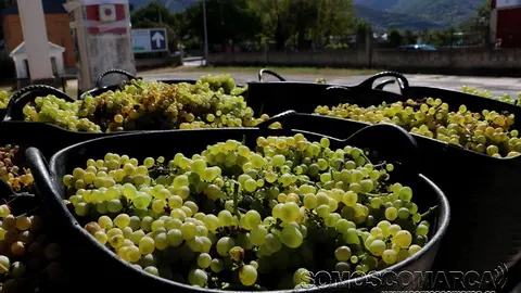 godello