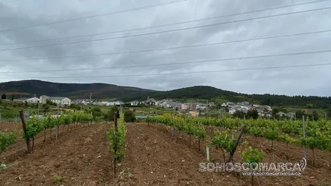 Viñedos y vista de Larouco