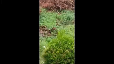 somoscomarca_jabalies_avenida_bierzo_barco2