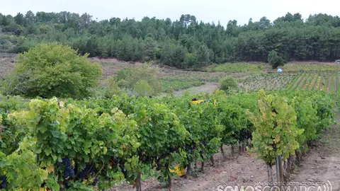 somoscomarca_obarco_vendimia_viñaredo_santamarta_mencia_temporeros_2021 (4)