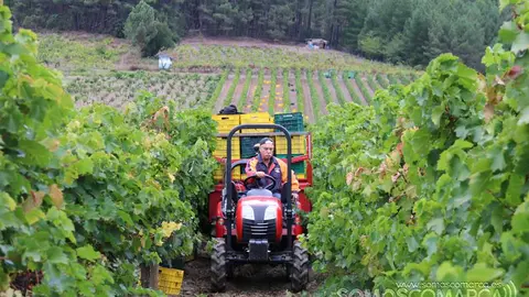 somoscomarca_obarco_vendimia_viñaredo_santamarta_tractor_2021 (4)