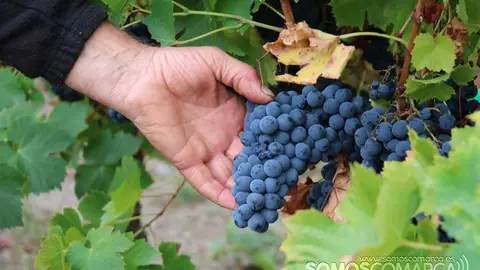 somoscomarca_obarco_vendimia_viñaredo_santamarta_mencia_temporeros_2021 (6)