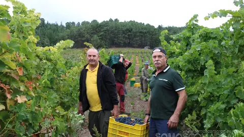 somoscomarca_obarco_vendimia_viñaredo_santamarta_temporeros_2021 (9)