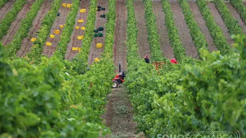 somoscomarca_obarco_vendimia_viñaredo_santamarta_temporeros_2021 (16)