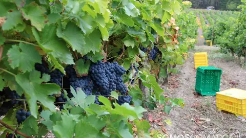somoscomarca_obarco_vendimia_viñaredo_santamarta_temporeros_2021 (22)