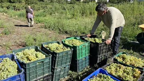 somoscomarca_vilamartin_vendimia_uvas_godello_2021