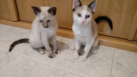 somoscmoarca_gato_patrullafelina_2021-09-25 (1)