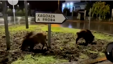 portada_somoscomarca_rotonda_xagoaza_aproba_jabalies_2021-10-04