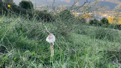 somoscomarca_setas_chouìn_2021-10-11