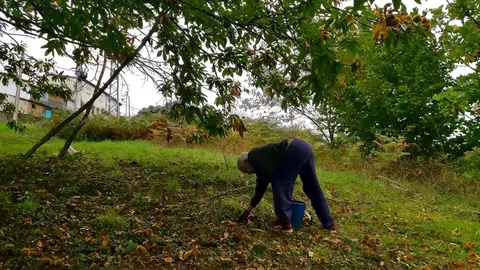 Erizos y castañas recogida en el soto)