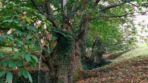 Erizos y castañas recogida en el soto