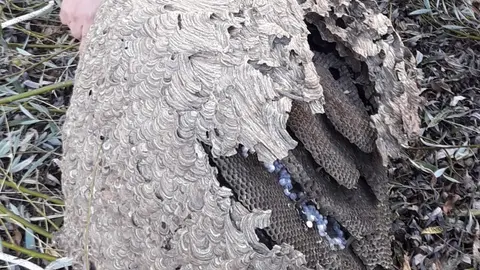 somoscomarca_vespavelutina_nido_arua-2021-10-21 (1)