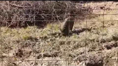 somoscomarca_jabalies_avenidaldebierzo_2021-10-27