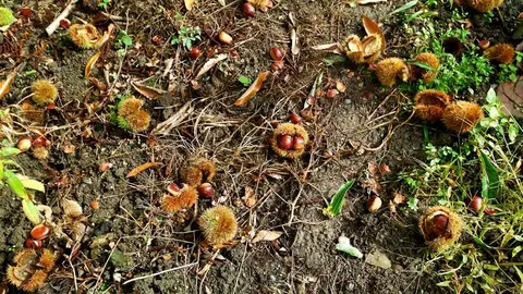 somoscomarca_robledo_castaña_souto_soto_2021 (1)