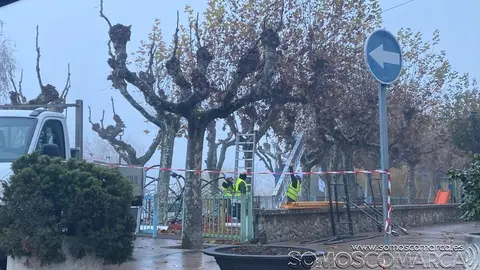 somoscomarca_obarco_malecon_poda_arboles_2021-11-22