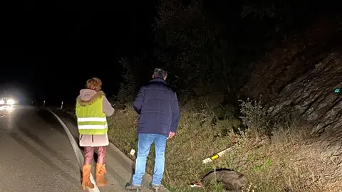 somoscomarcaaccidente_jabali_coche_n120_2021-11-24 (1)