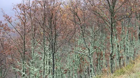 somoscomarca_aveiga_carballeira_outono_2021