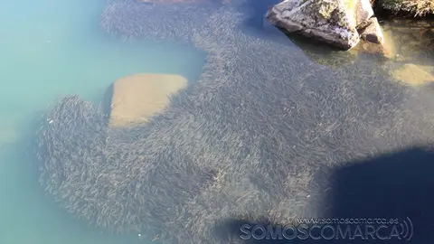 somoscomarca_petin_bancodepeces_puentecigarrosa_2022 (3)