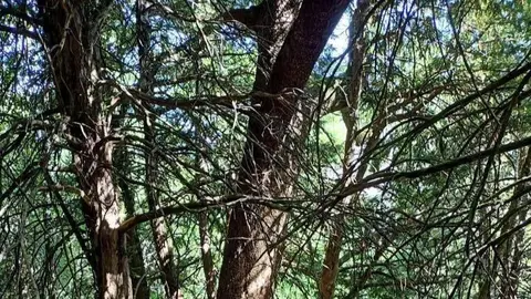 Teixo de O Teixadal de Casaio