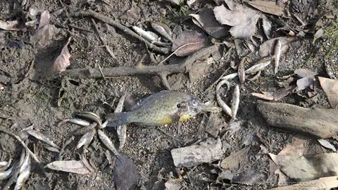 somoscomarca_vilamartin_peces_cangrejos_valenciadosil_embalse_2022-02-23 (12)