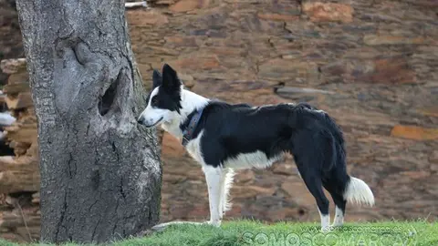 somos comarca_sanjulian_animales_manolo_cabras_vacas_terneros_ovejas_gatos_gallos_perros_2022 (4)
