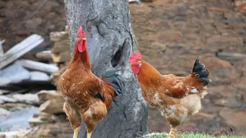 somos comarca_sanjulian_animales_manolo_cabras_vacas_terneros_ovejas_gatos_gallos_perros_2022 (18)