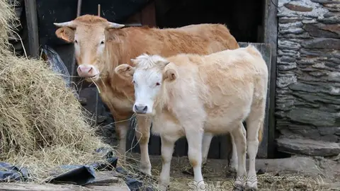 somos comarca_sanjulian_animales_manolo_cabras_vacas_terneros_ovejas_gatos_gallos_perros_2022 (20)