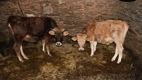 somos comarca_sanjulian_animales_manolo_cabras_vacas_terneros_ovejas_gatos_gallos_perros_2022 (21)