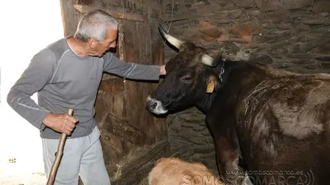 somos comarca_sanjulian_animales_manolo_cabras_vacas_terneros_ovejas_gatos_gallos_perros_2022 (22)