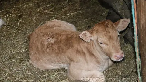 somos comarca_sanjulian_animales_manolo_cabras_vacas_terneros_ovejas_gatos_gallos_perros_2022 (26)