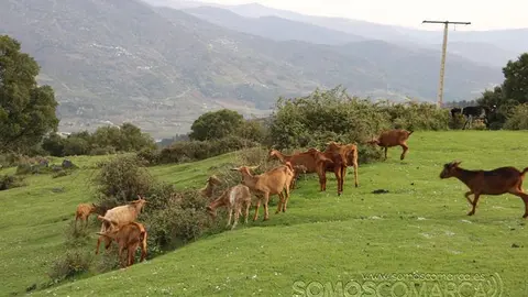 portada_somoscomarca_sanjulian_animales_manolo_cabras__2022 (32)