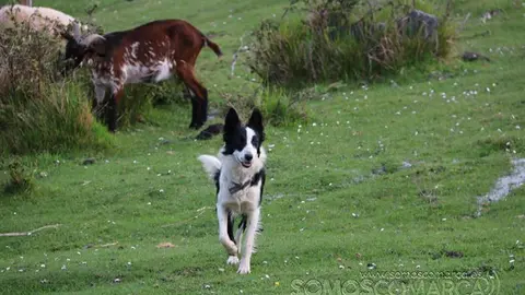 somos comarca_sanjulian_animales_manolo_cabras_vacas_terneros_ovejas_gatos_gallos_perros_2022 (34)