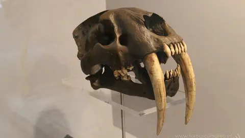 Reprodución del cráneo de un dientes de sable
