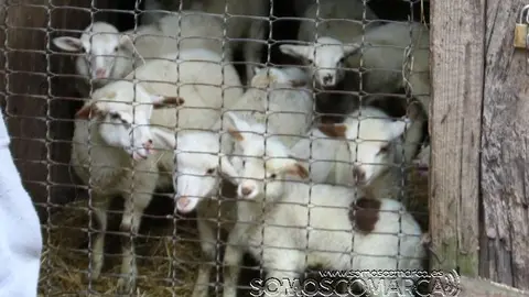 Ovellas de San Xulián otivo da desputa que manteñen dous veciños