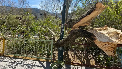 somoscomarca_arbol_Caida_malecon_paseo_obarco_ges_2022-04-05 (4)