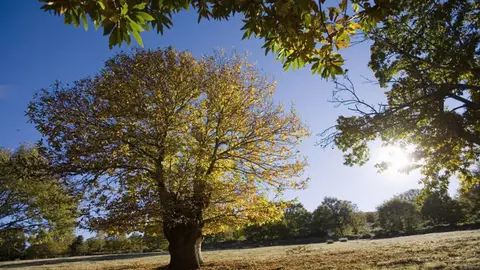 SOUTO DE ROZAVALES