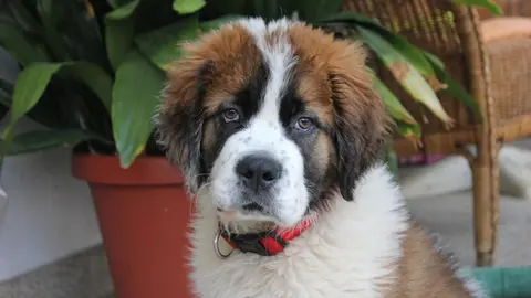 somoscomarca_perro_sanbernardo_cachorro_roque