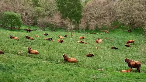 somoscomarca_vacas-animales-aldeamodelo_meixide_Aveiga_portada_2022-05-13