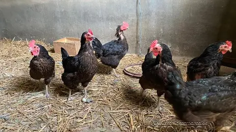 somoscomarca_animales_gallinas_gallinero_2022 (2)