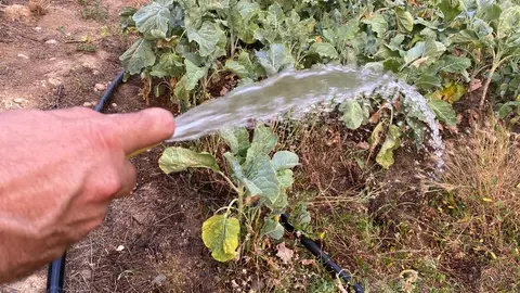 Repolo na horta