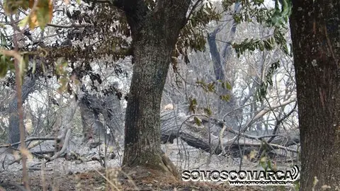incendio_alixo_obarco (44)
