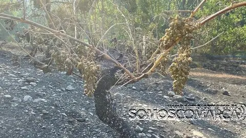 somoscomarca_vendimia_fuego_uvas_viña_2022-08-08