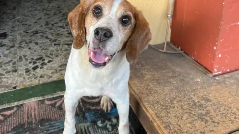 somoscomarca_perro_beagle_elias_2022-08-14 (1)