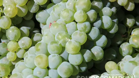 godelloVendimia y uvas, Godeval la vedimia más temparana de Galicia (4)